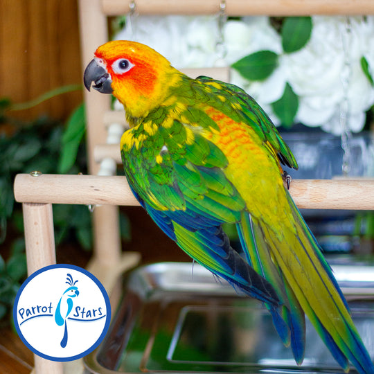 Sun Conure - Male #PS5514