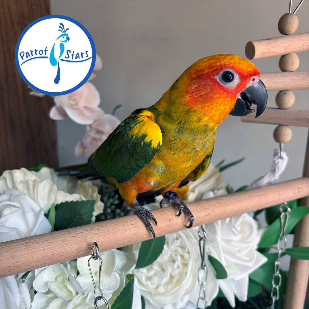 Sun Conure - Male #PS5514
