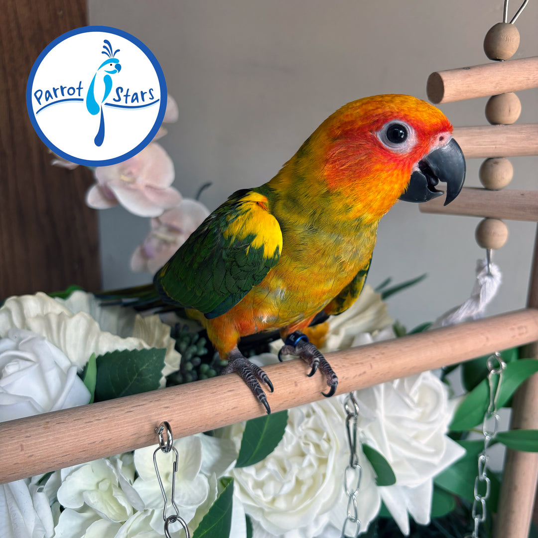 Sun Conure - Male #PS5514