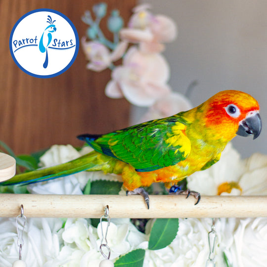 Sun Conure - Male #PS5514