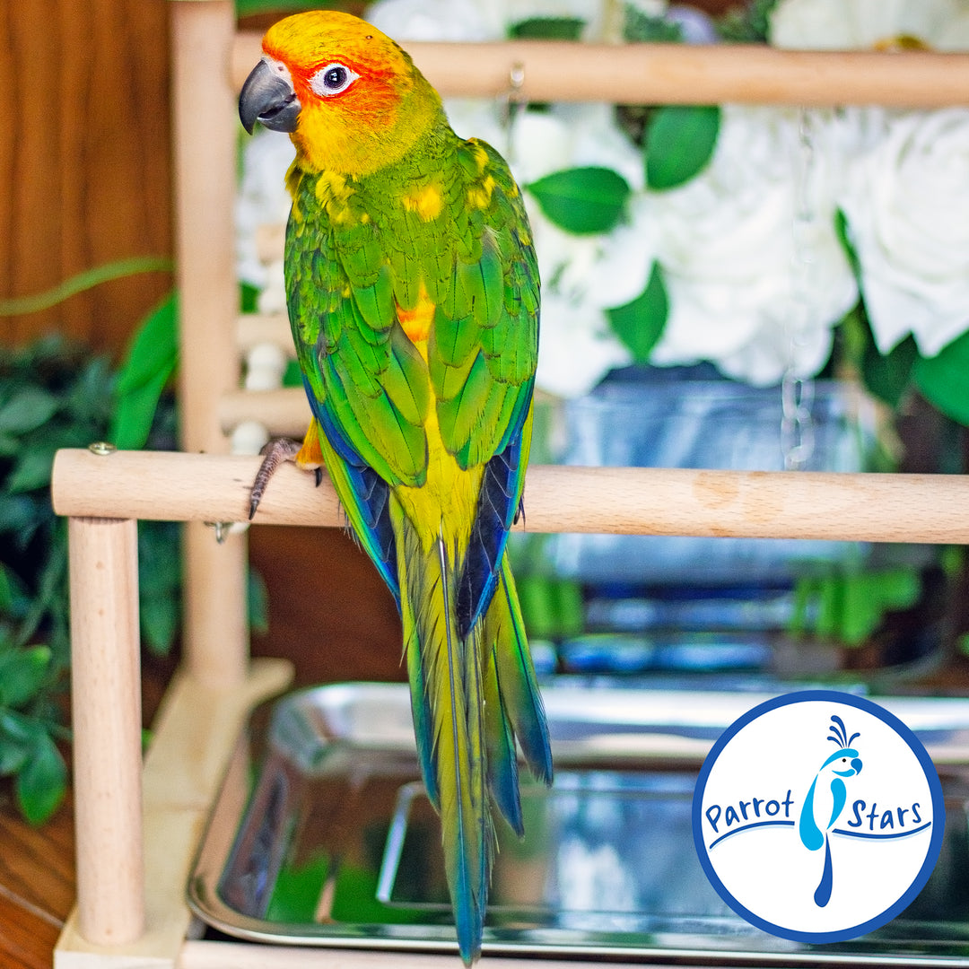 Sun Conure - Male #PS5528