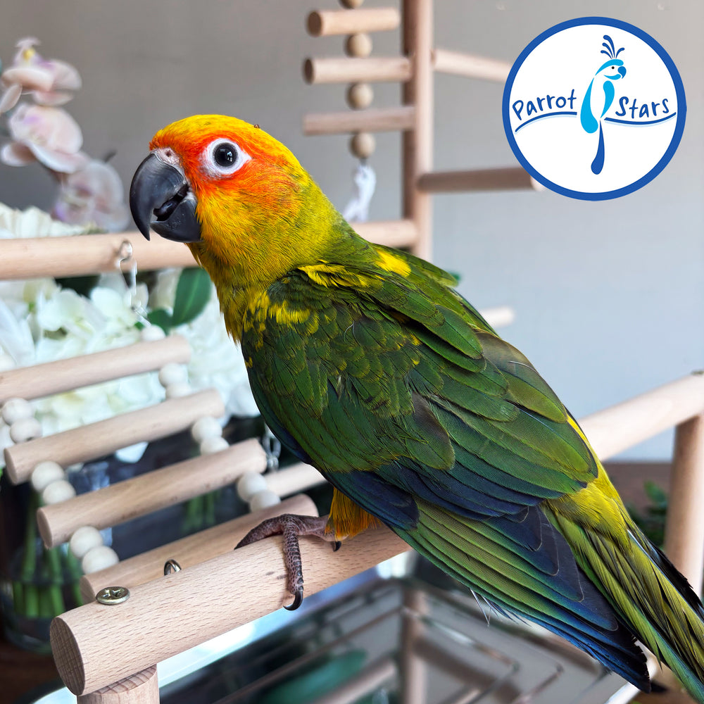 Sun Conure - Male #PS5528