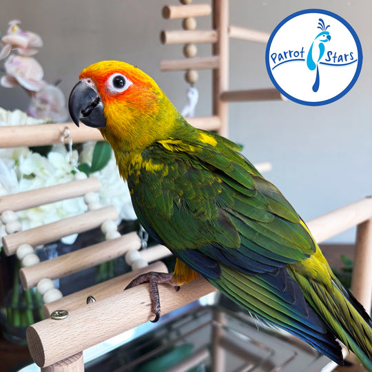 Sun Conure - Male #PS5528