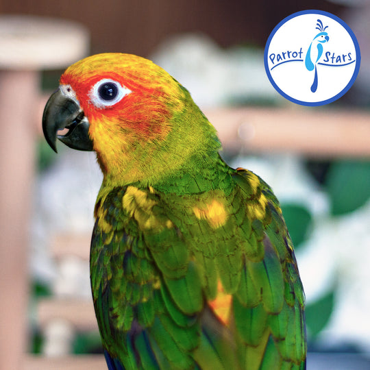 Sun Conure - Male #PS5528