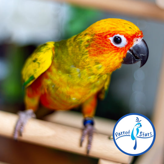 Sun Conure - Normal - Male #PS5529
