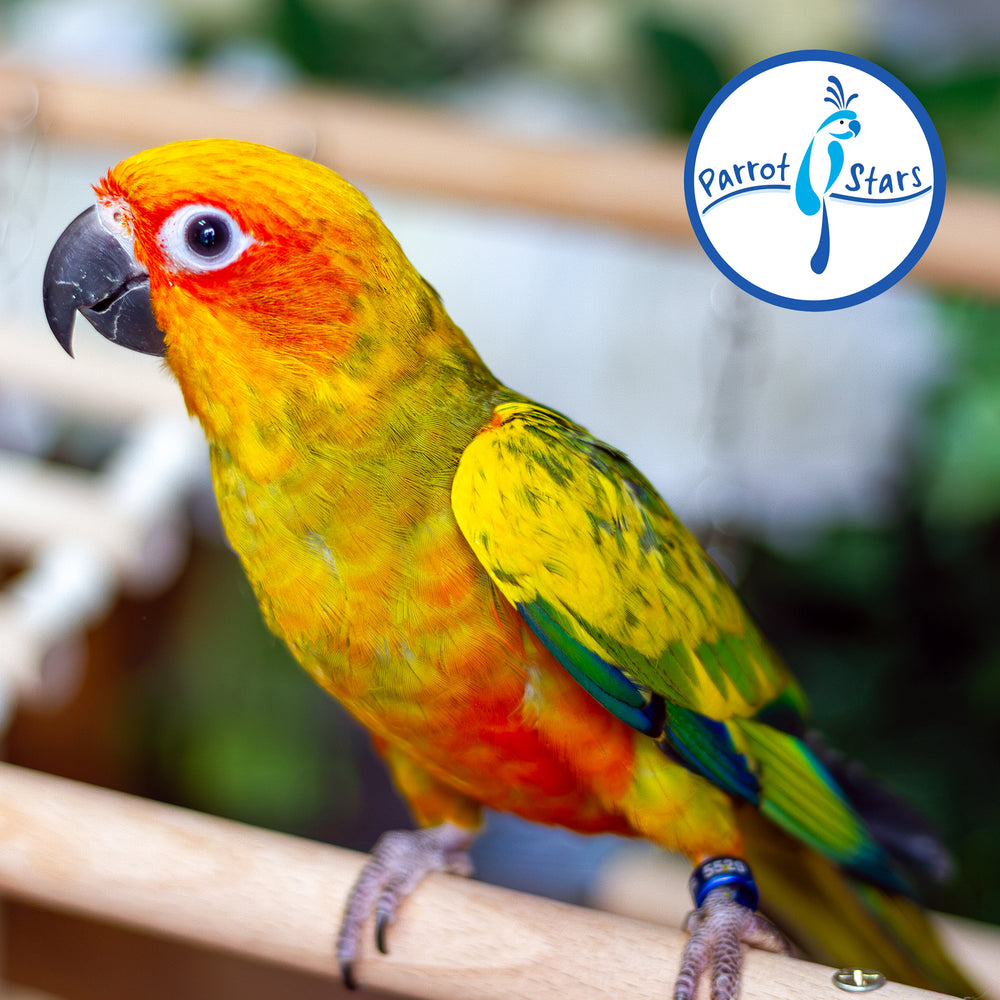 Sun Conure - Normal - Male #PS5529