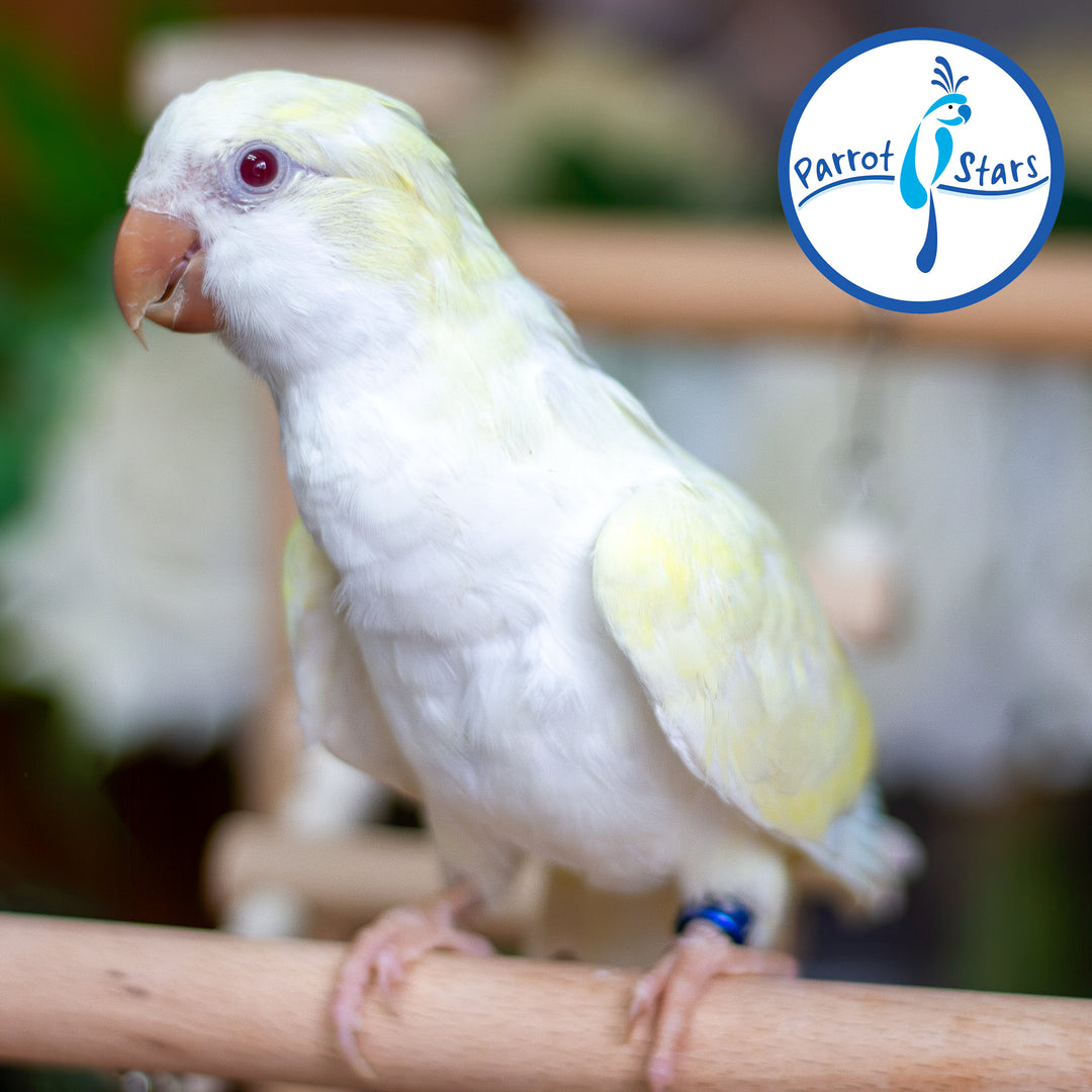 Quaker Parrot - Creamino - Female #PS5536