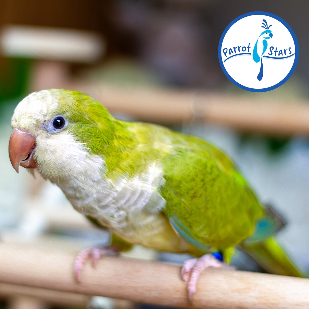 Quaker Parrot - Green Pallid - Female #PS5537