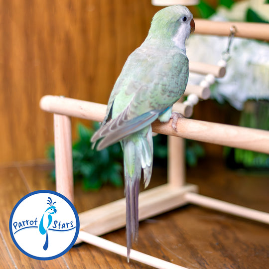 Quaker Parrot - Turquoise Pallid - Female #PS5538