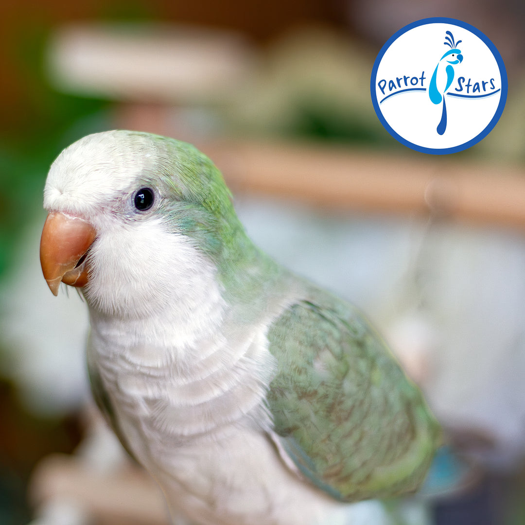 Quaker Parrot - Turquoise Pallid - Female #PS5538
