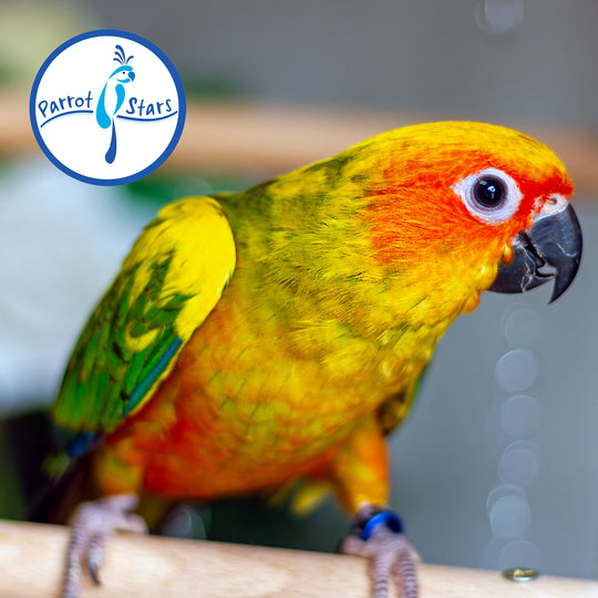 Sun Conure - Normal - Female #PS5542