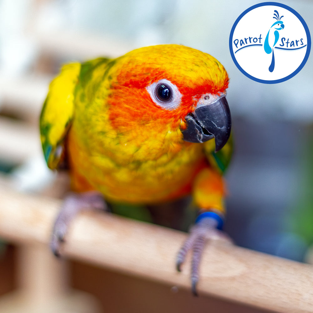 Sun Conure - Normal - Female #PS5542
