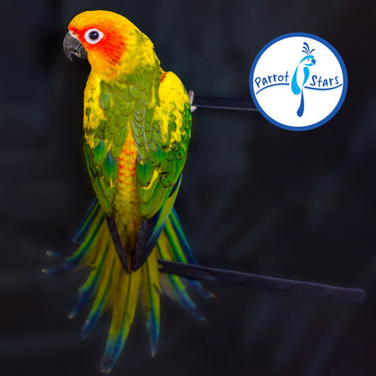 Sun Conure - Normal - Female #PS5542