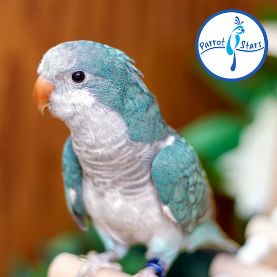 Quaker Parrot - Blue - Male #PS5545