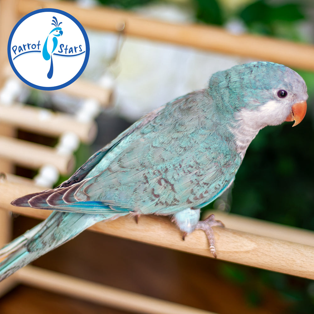 Quaker Parrot - Blue - Male #PS5545