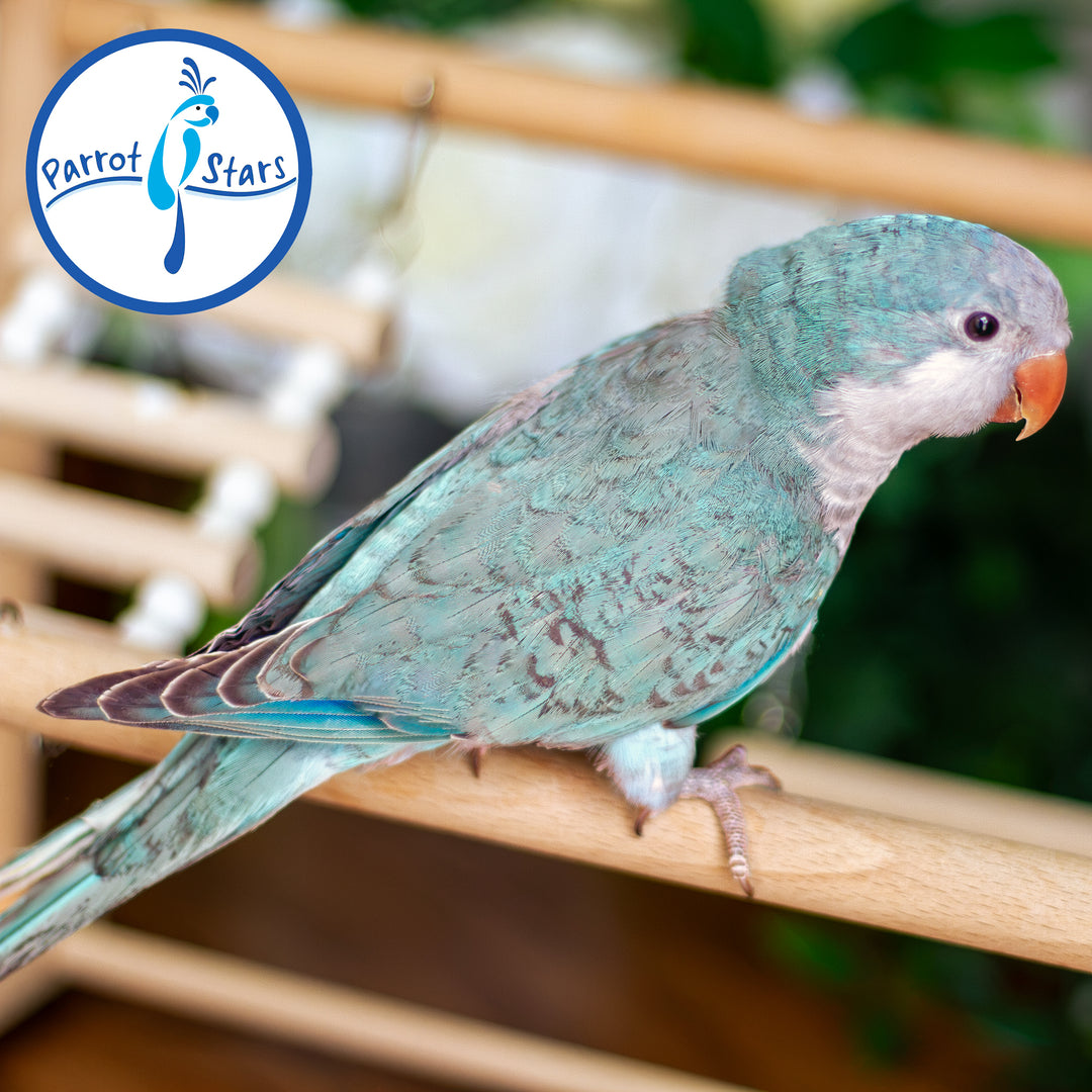 Quaker Parrot - Blue - Male #PS5545