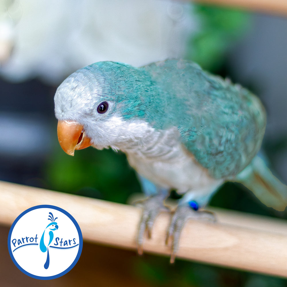 Quaker Parrot - Blue - Male #PS5546