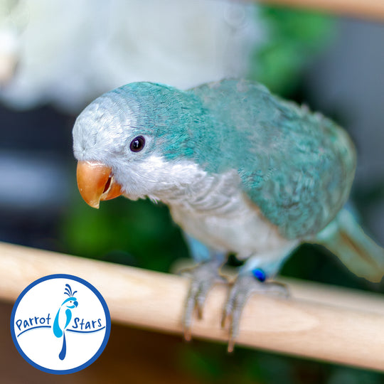 Quaker Parrot - Blue - Male #PS5546
