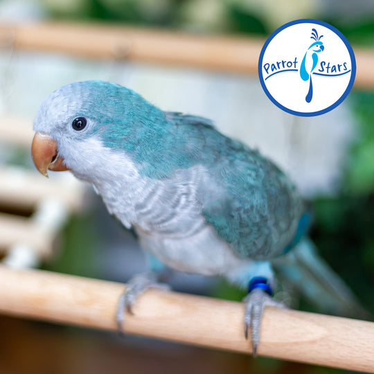 Quaker Parrot - Blue - Male #PS5546