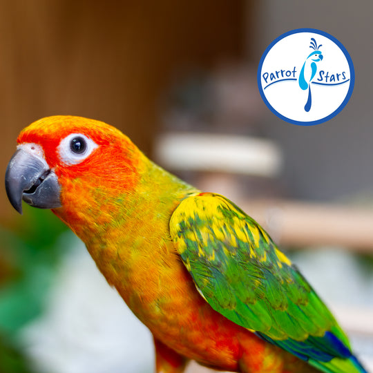 Sun Conure - Normal - Male #PS5547