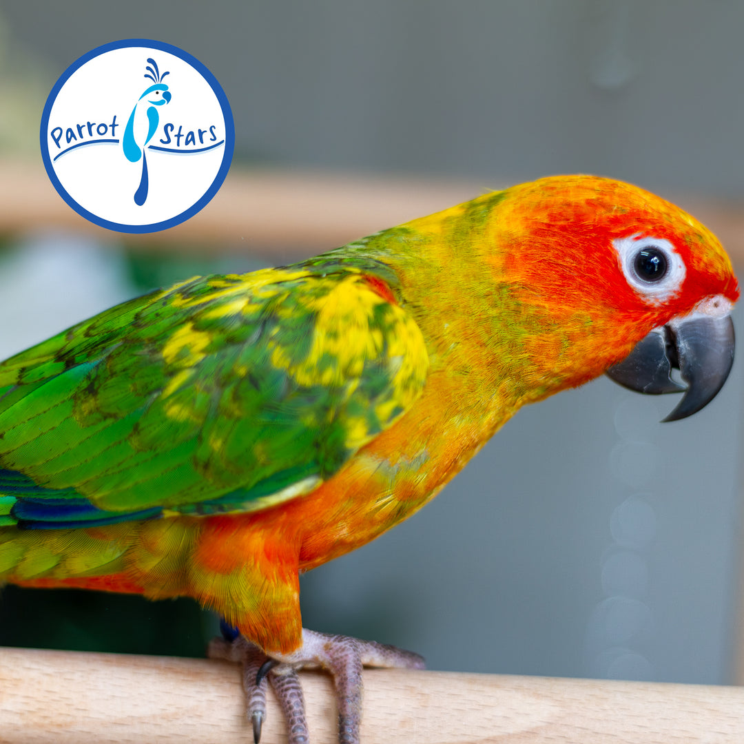 Sun Conure - Normal - Male #PS5547