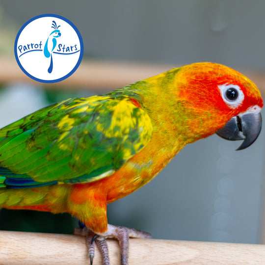 Sun Conure - Normal - Male #PS5547