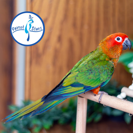 Sun Conure - Red Factor - Female #PS5548