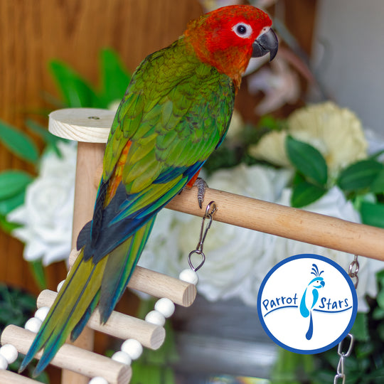 Sun Conure - Red Factor - Female #PS5548