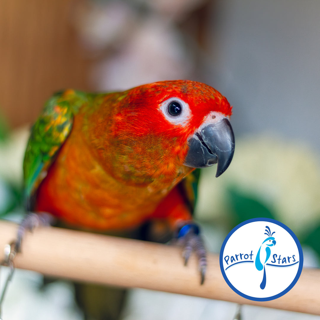 Sun Conure - Red Factor - Female #PS5548