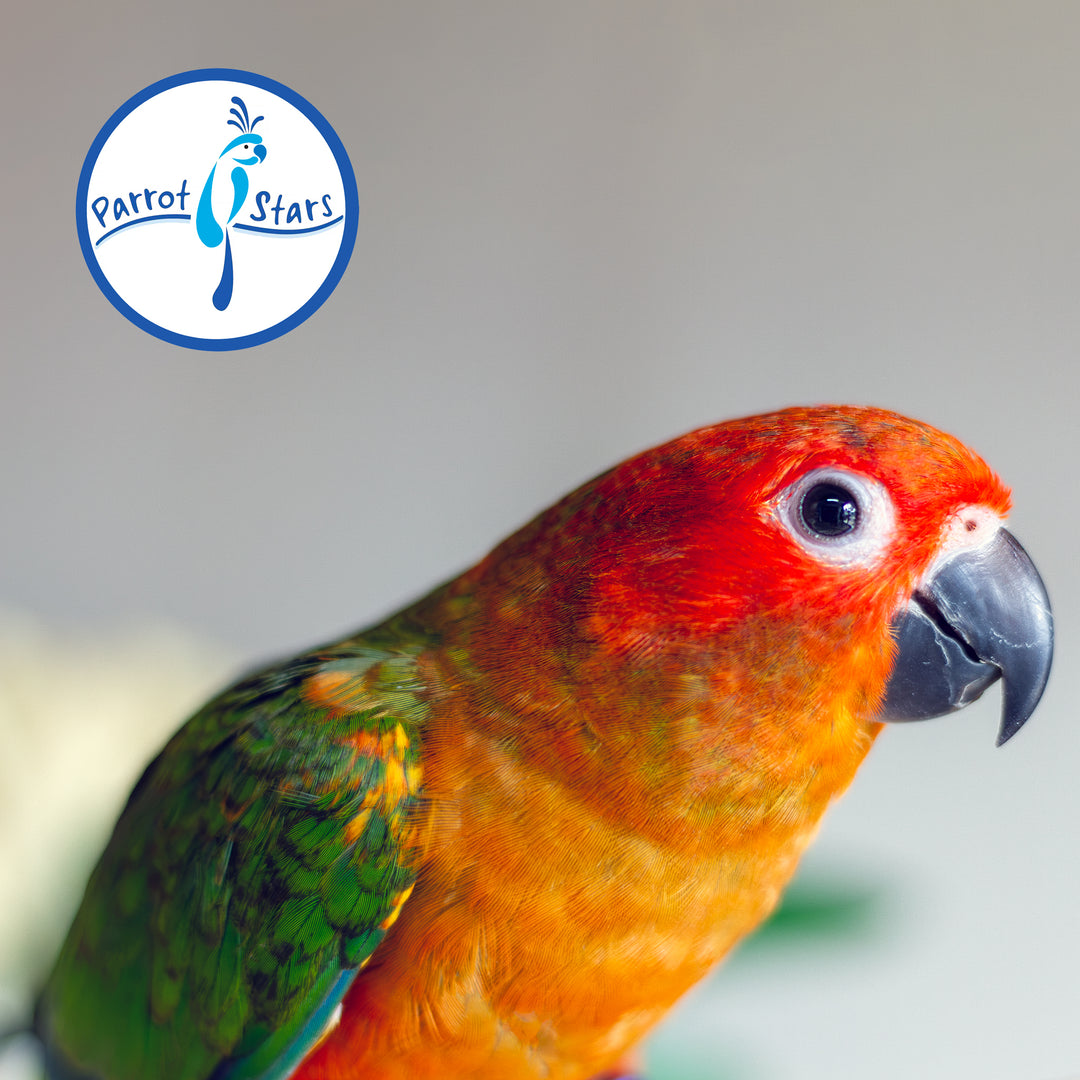 Sun Conure - Red Factor - Female #PS5548