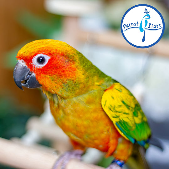 Sun Conure - Normal - Female #PS5549