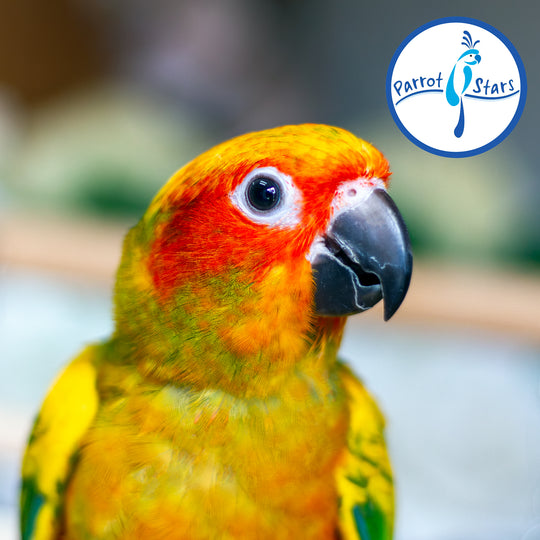Sun Conure - Normal - Female #PS5549