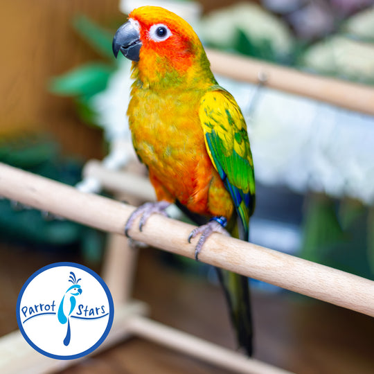 Sun Conure - Normal - Female #PS5549