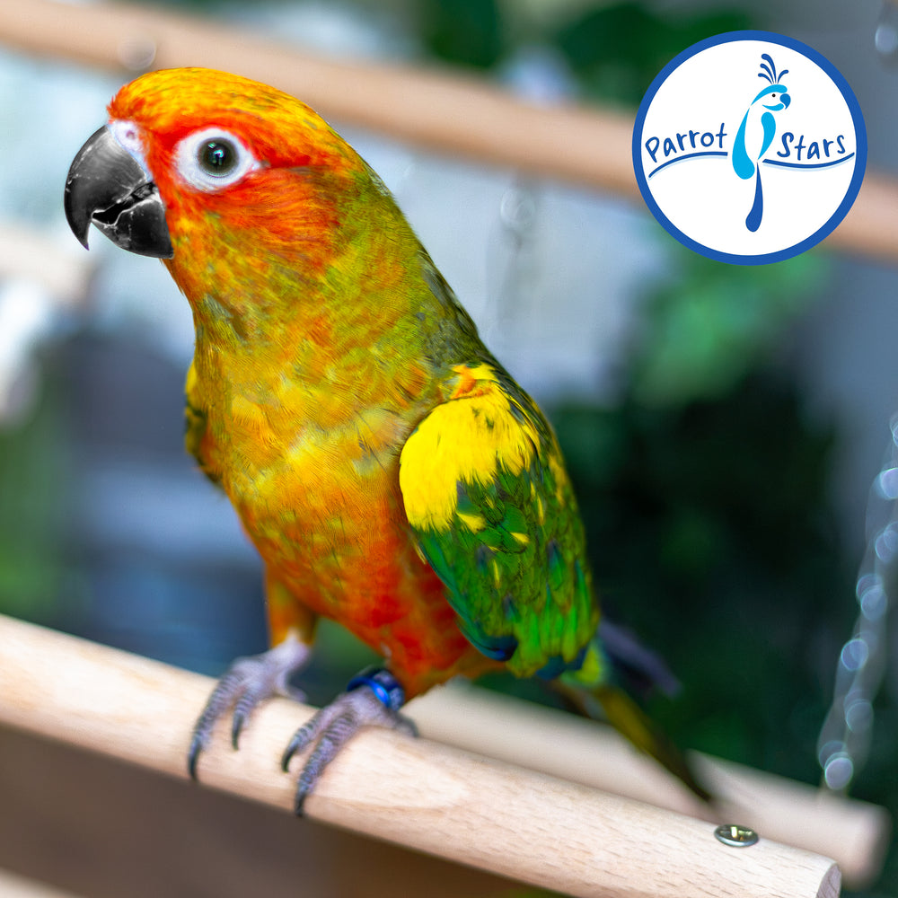 Sun Conure - Normal - Female #PS5549