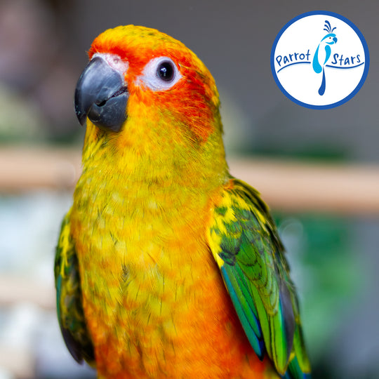 Sun Conure - Normal - Female #PS5550