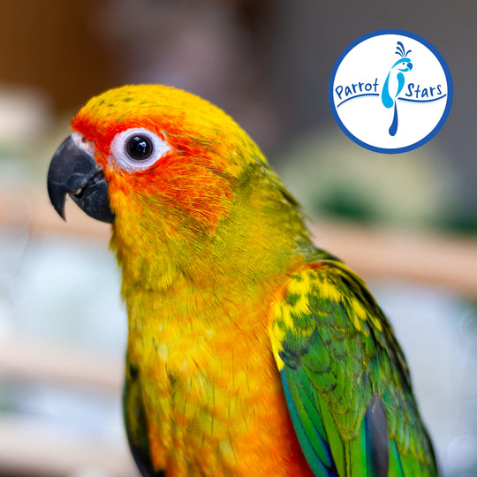 Sun Conure - Normal - Female #PS5550