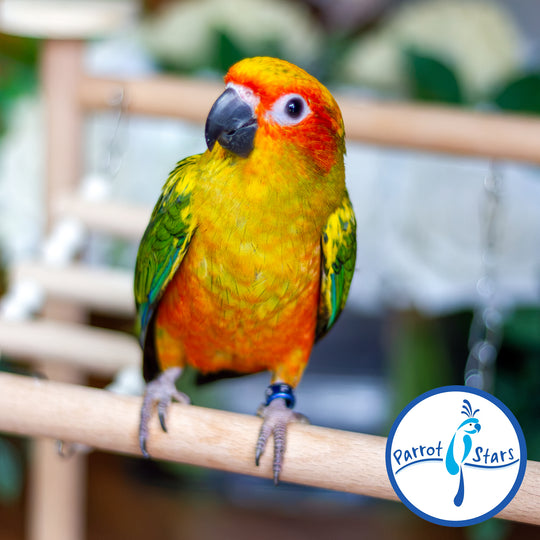 Sun Conure - Normal - Female #PS5550