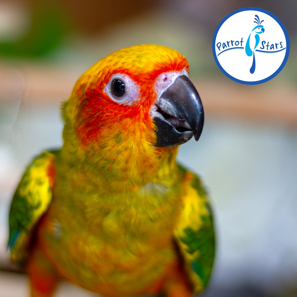 Sun Conure - Normal - Female #PS5556
