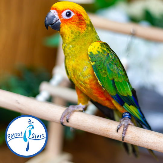 Sun Conure - Normal - Female #PS5556