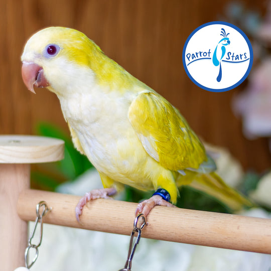 Quaker Parrot - Lutino - Female #PS5557