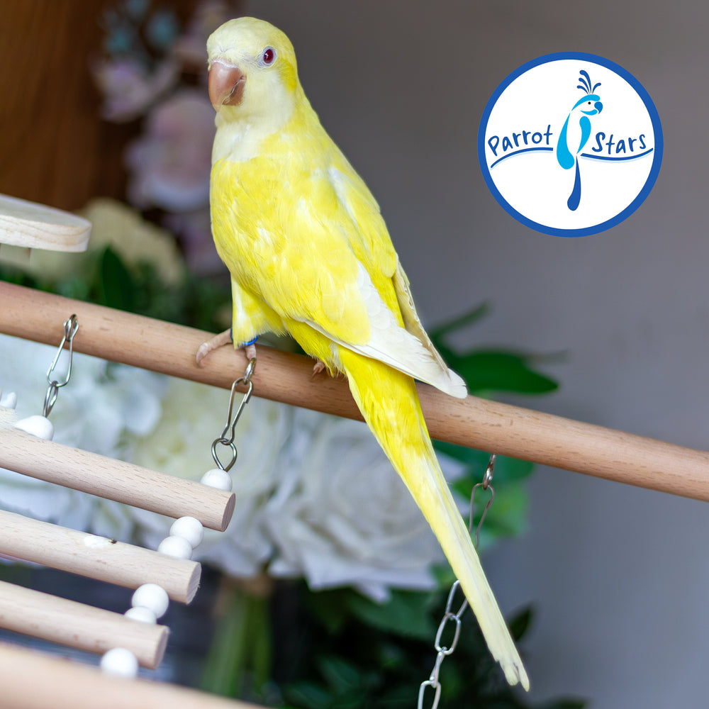 Quaker Parrot - Lutino - Female #PS5557
