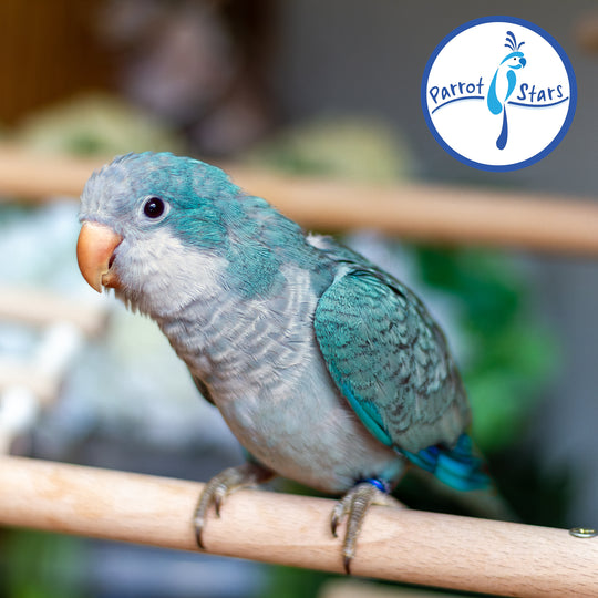 Quaker Parrot - Blue - Female #PS5564
