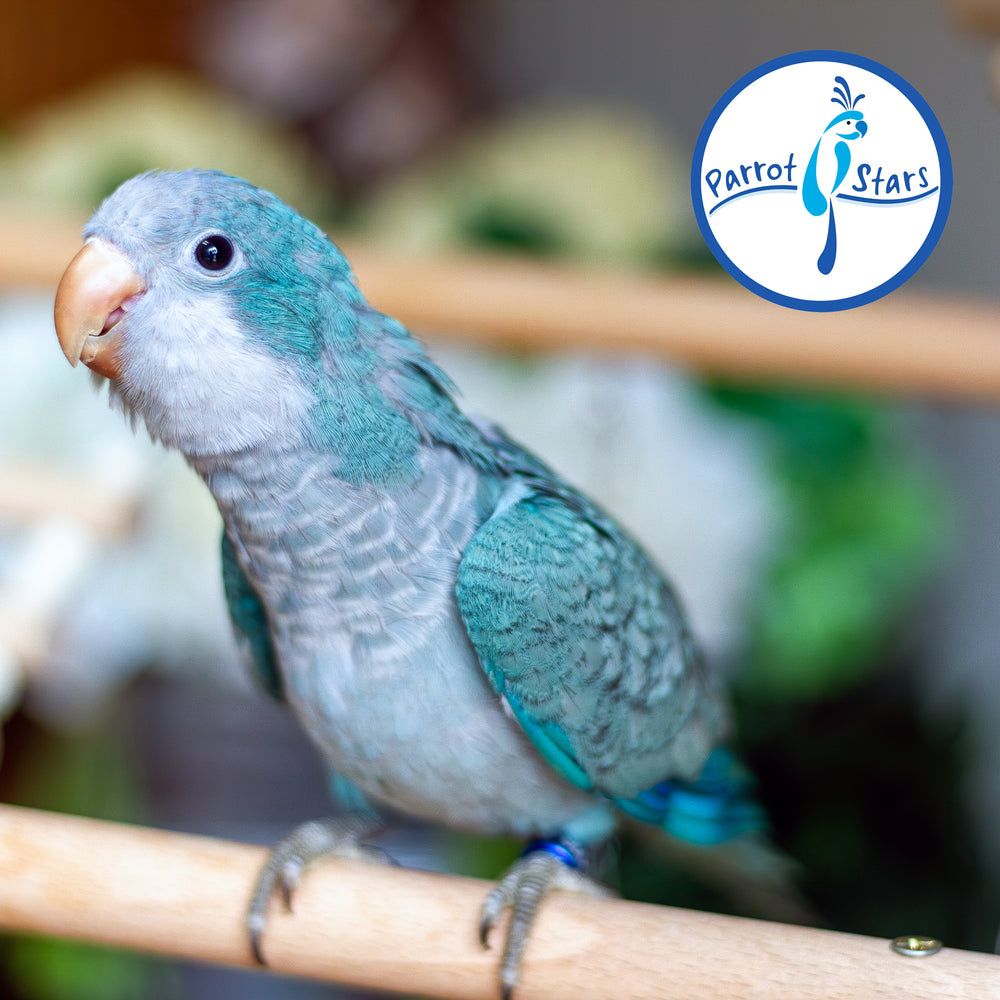 Quaker Parrot - Blue - Female #PS5564