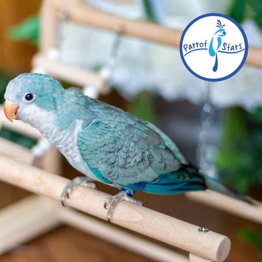 Quaker Parrot - Blue - Female #PS5564