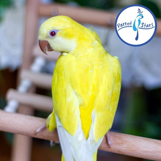 Quaker Parrot - Lutino - Female #PS5567