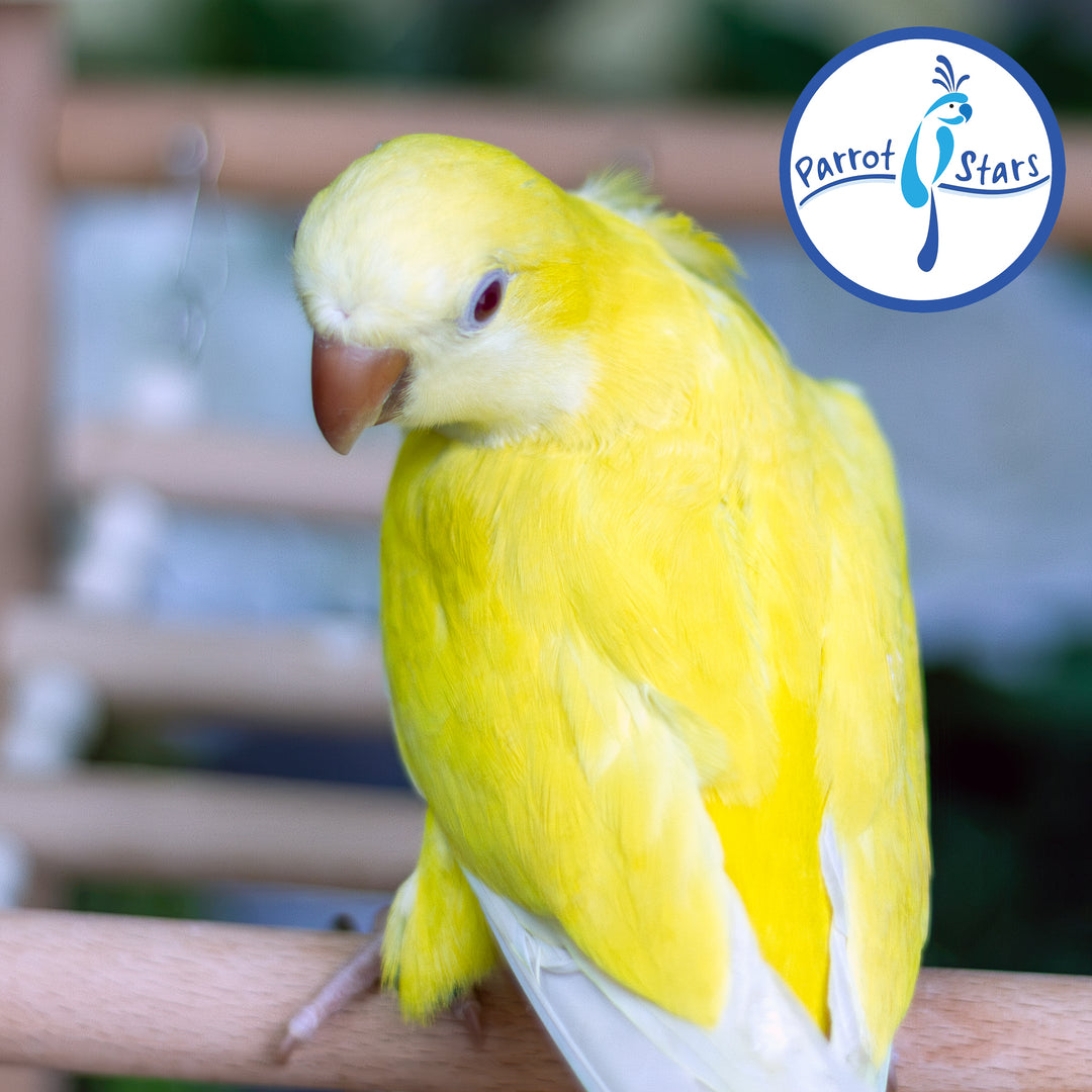 Quaker Parrot - Lutino - Female #PS5567