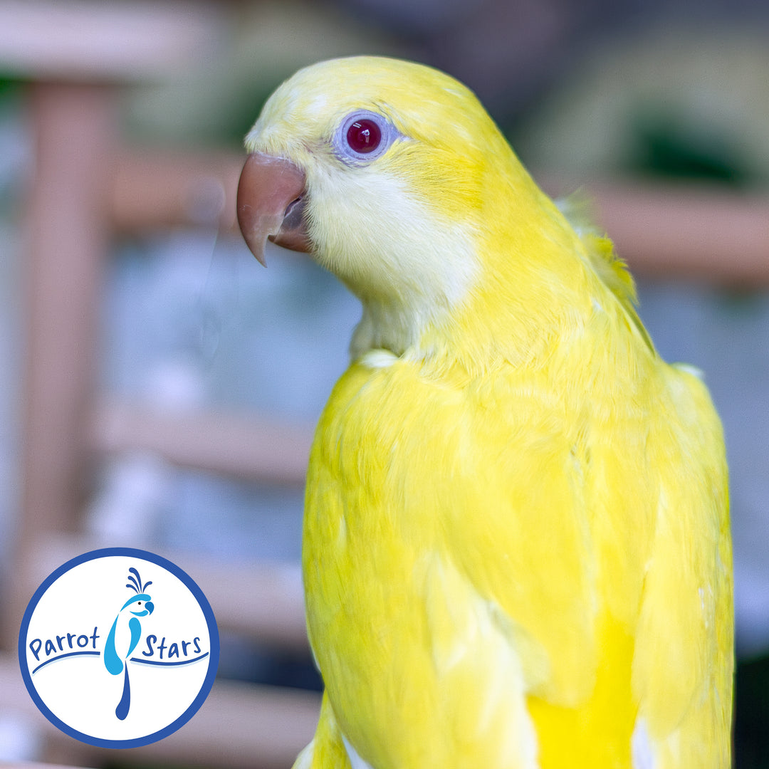 Quaker Parrot - Lutino - Female #PS5567