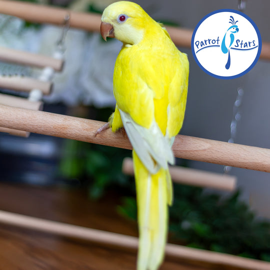 Quaker Parrot - Lutino - Female #PS5567