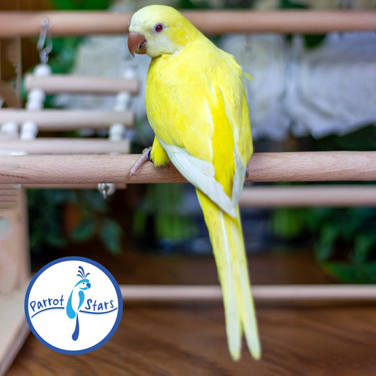 Quaker Parrot - Lutino - Female #PS5568