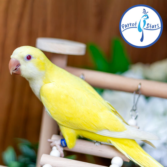Quaker Parrot - Lutino - Female #PS5568